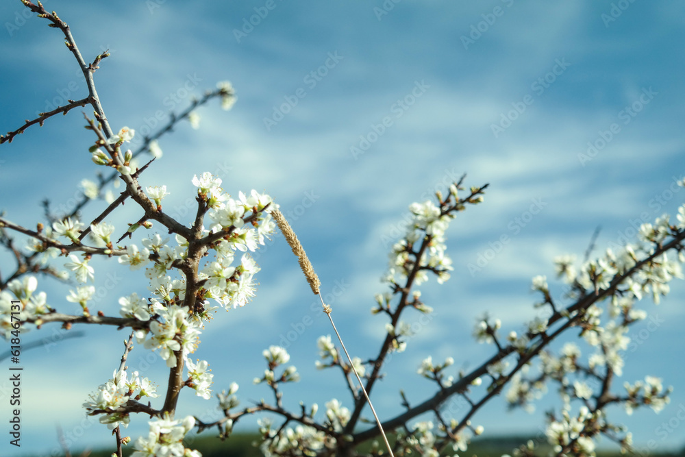 Flower photography, captures nature's beauty, colors, and textures in stunning detail, revealing the enchantment of delicate blooms. Flower photography, captures nature's beauty, colors, and textures in stunning detail, revealing the enchantment of delicate blooms.
