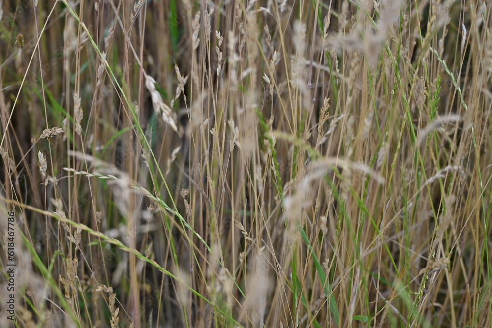 Fototapeta premium texture of summer grass as background, brown spikelets of field cereals as background, dried meadow grass