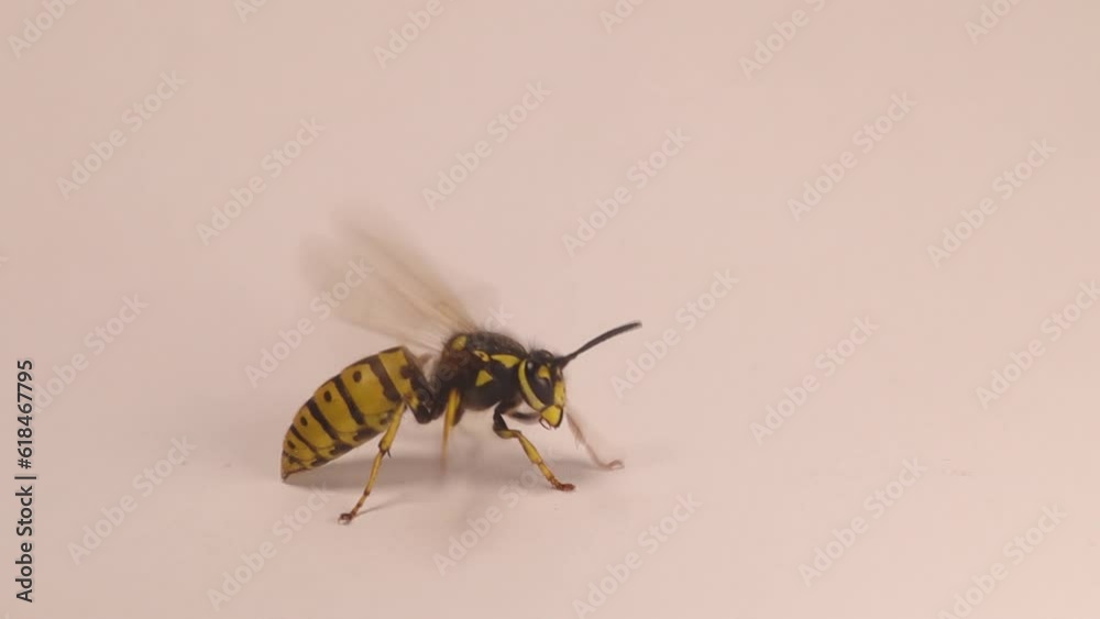Yellow wasp queen isolated on a white background. European wasp warms up its wings before flying