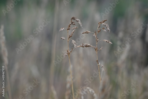 texture of summer grass as background, brown spikelets of field cereals as background, dried meadow grass