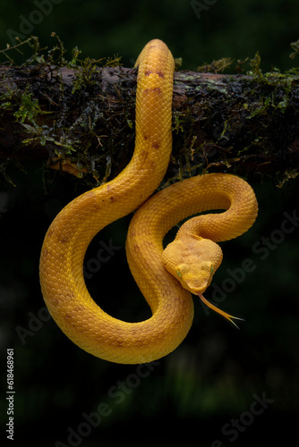 Craspedocephalus puniceus is a venomous pit viper species endemic to Southeast Asia. Common names include: flat-nosed pitviper, flat-nosed pit viper, and ashy pit viper.