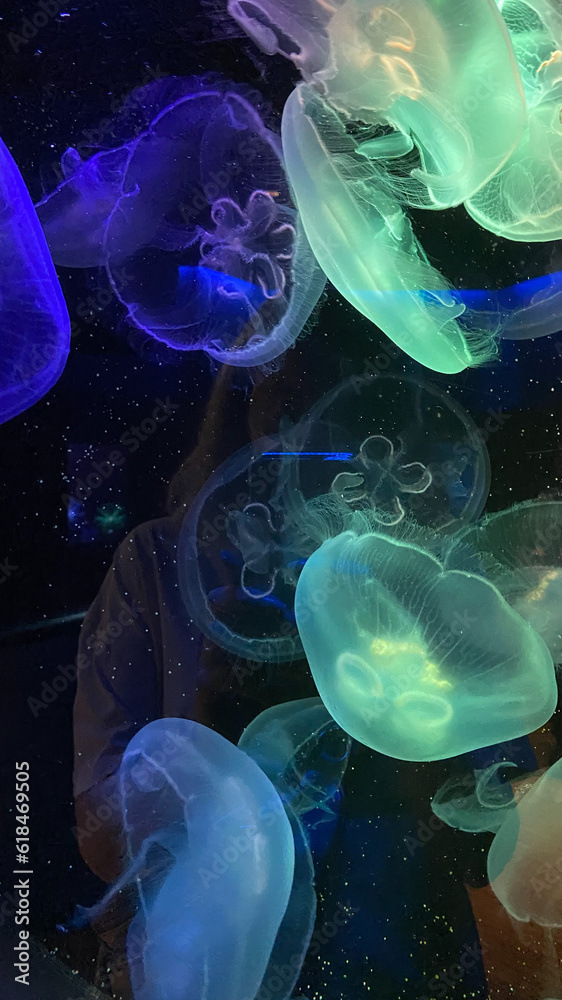 jelly fish in the water jelly fish in the water