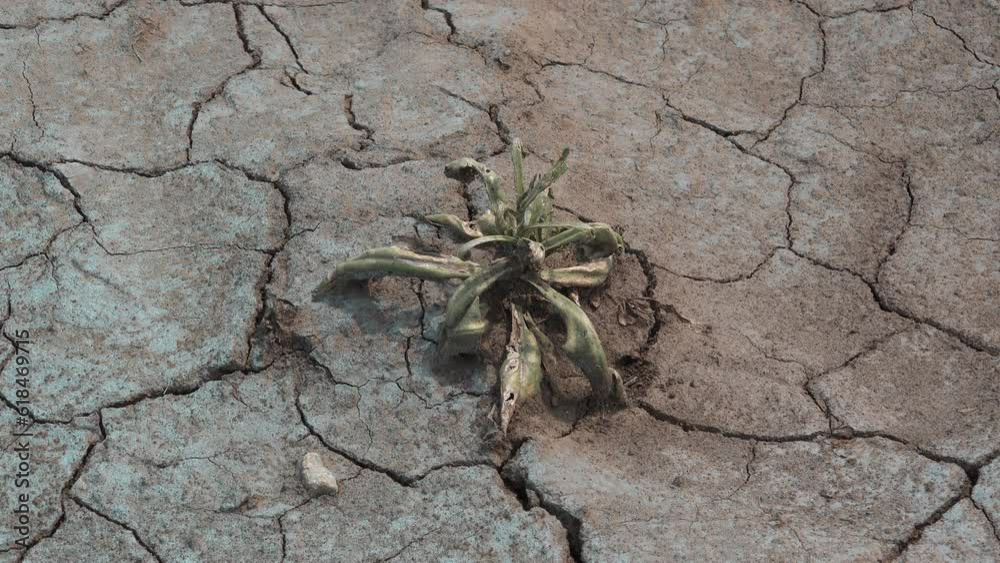 Climate change and drought concept, dead plant in dry soil during summer heat wave Climate change and drought concept, dead plant in dry soil during summer heat wave