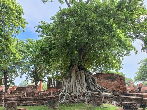 Large tree roots covered the old brick ruins.