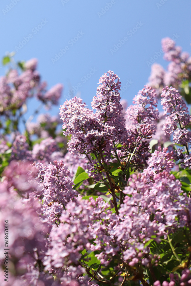 Obraz premium lilac flowers in spring