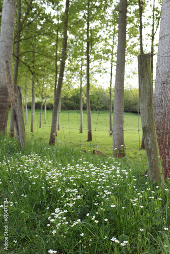 spring in the forest