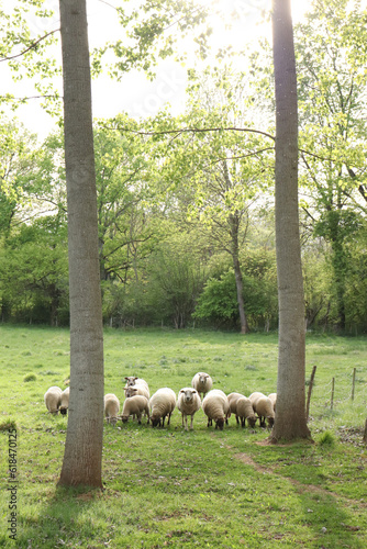 sheep in a meadow