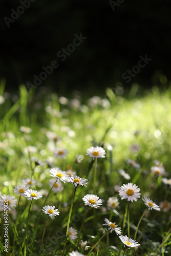 field of daisies