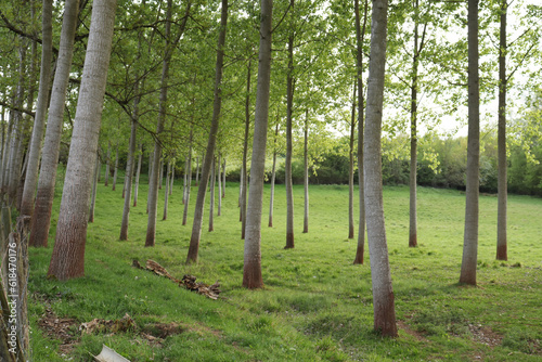 trees in the forest