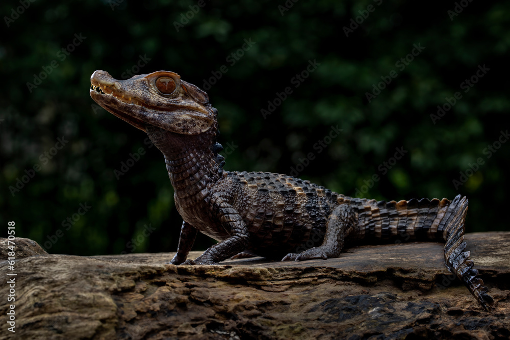 Obraz premium Smooth-fronted Caiman (Paleosuchus trigonatus), also known as Schneider's Dwarf Caiman, is a crocodilian from South America. It is the second-smallest species of the family Alligatoridae.