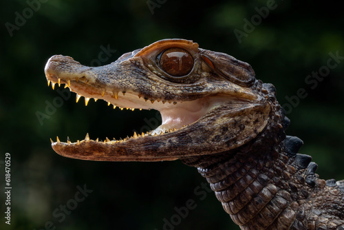 Smooth-fronted Caiman (Paleosuchus trigonatus), also known as Schneider's Dwarf Caiman, is a crocodilian from South America. It is the second-smallest species of the family Alligatoridae. photo