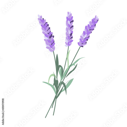 Lavender flowers, French blossomed violet flora. Provence floral plant, herbs bouquet. Purple lavendar stems. Lavanda blooms.