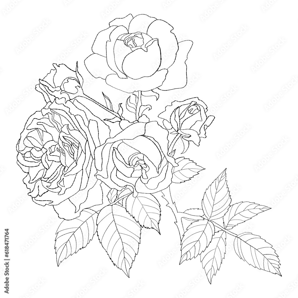 Branch blooming roses. Bouquet of garden flowers with leaves. Hand drawn. Vector illustration. linear plant for design, decor and decoration.