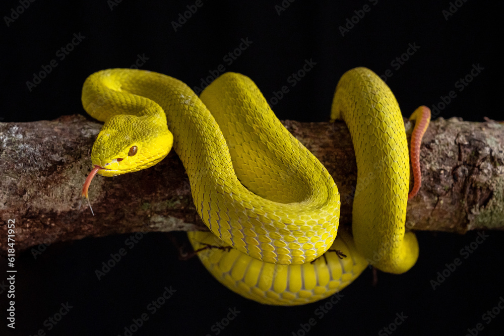 Fototapeta premium Yellow viper snake in close up and detail isolated black
