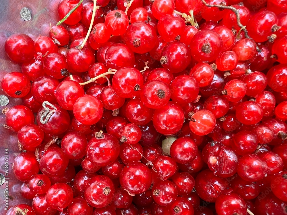 Close up of red currants, the freshly picked delicious small ripe juicy edible fruits harvested from organic country garden fruit bushes in Summer for home made tasty fresh pie baking Close up of red currants, the freshly picked delicious small ripe juicy edible fruits harvested from organic country garden fruit bushes in Summer for home made tasty fresh pie baking