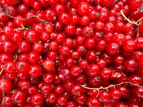 Close up of red currants  the freshly picked delicious small ripe juicy edible fruits harvested from organic country garden fruit bushes in Summer for home made tasty fresh pie baking 