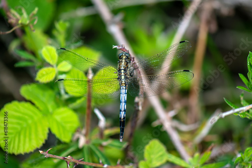 blue dragonfly on a green leaf