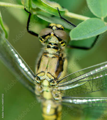 helikopter böçeği