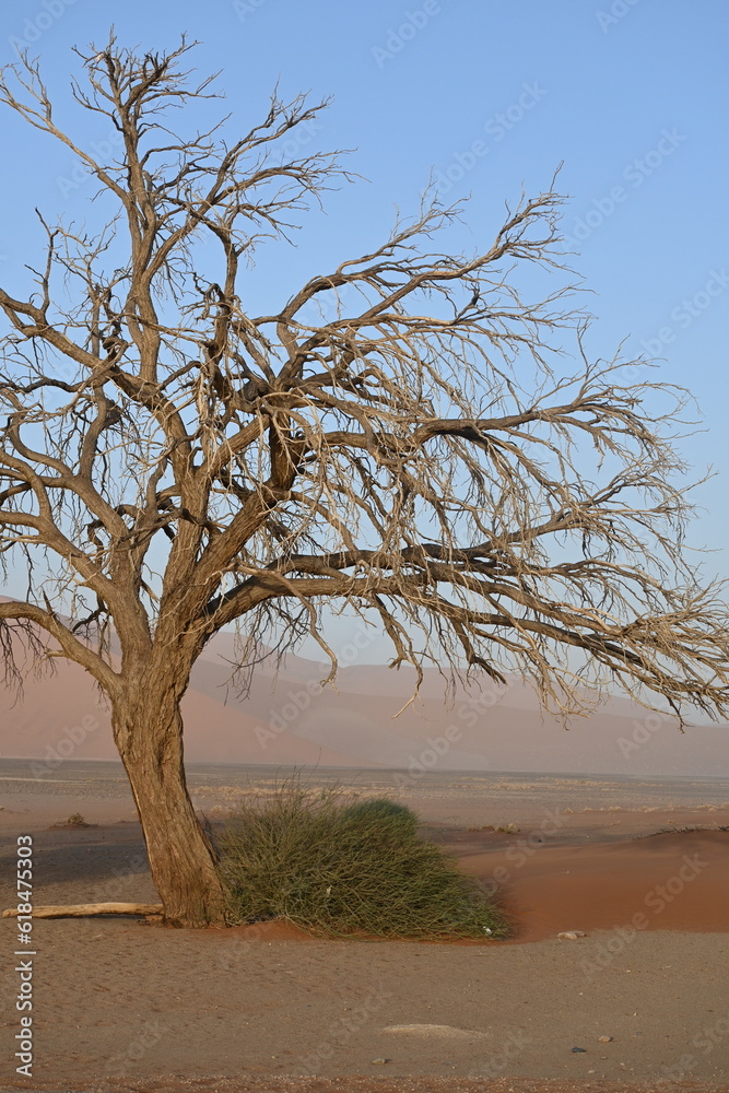 tree in the desert tree in the desert