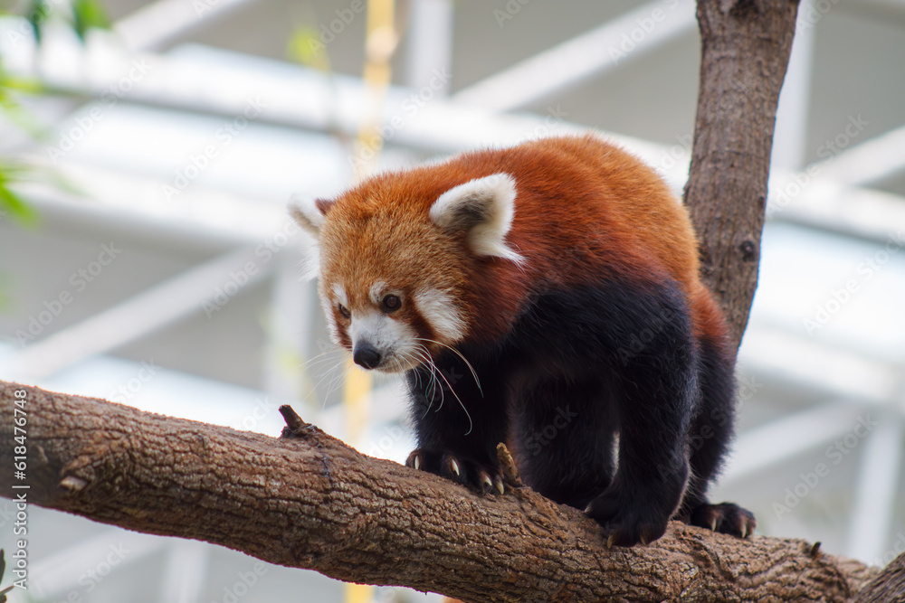 Fototapeta premium A photo of Red Panda also known as lesser panda in captive setting.