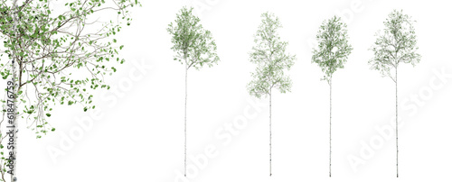 Aspen tree isolated on transparent background with close-up. 3D render.