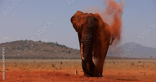An elephant throws dust in the savannah