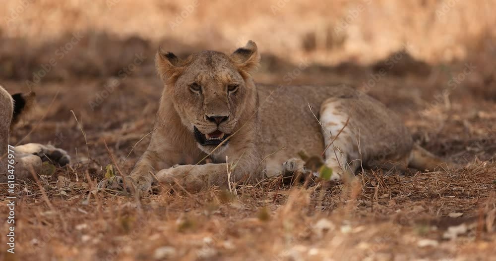 A young baby lion is resting in the savannah A young baby lion is resting in the savannah