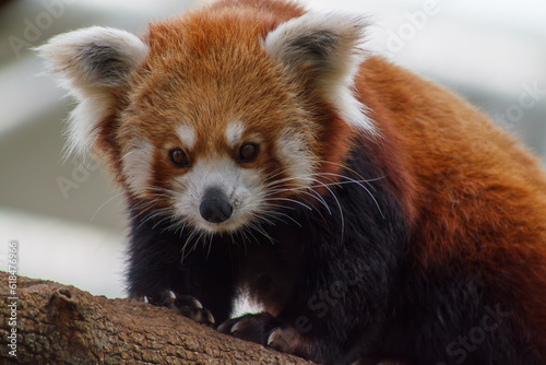 A photo of Red Panda also known as lesser panda in captive setting.
