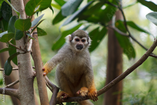 A photo of Squirrel monkey in captive setting.