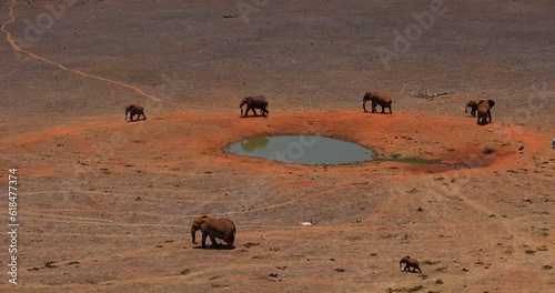 Elephants walk near a waterhole photo