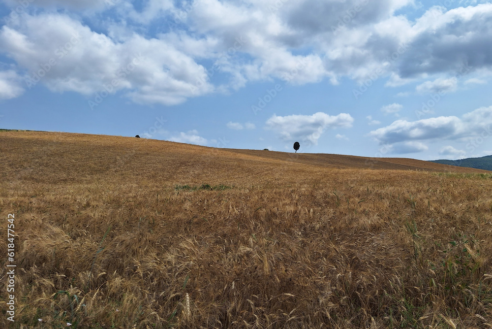 Obraz premium wheat field and blue sky
