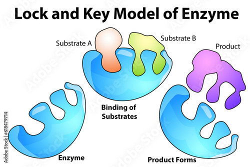 Billede på lærred Lock and key model of enzyme