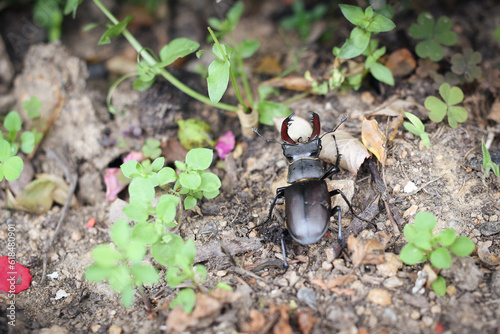  Stag beetle male on brown ground. Close-up, Lucanus cervus. Czech republic, Europe. photo