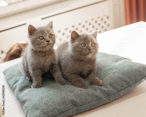 A two sweet  brittish kittens lie on the pillow  on the table and waiting   to start a playing  photo