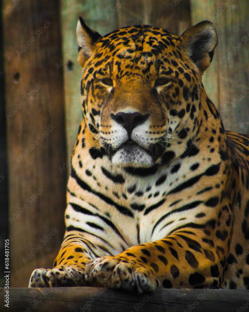Obraz premium jaguar in zoo