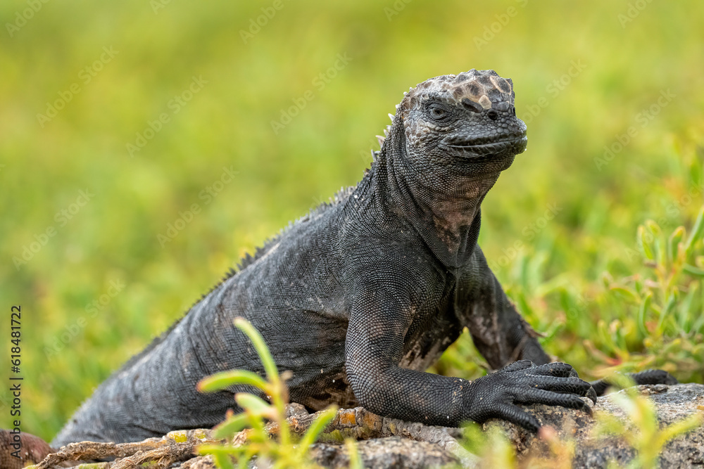 Fototapeta premium Marine Iguana