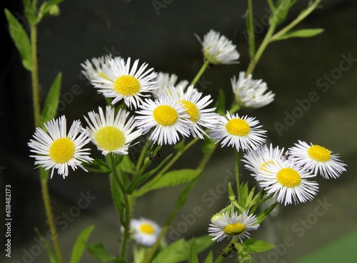 nice flowers of wild plant erigeron-daisy fleabane