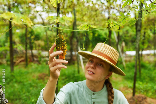 Female farmer inspecting vegetable harvest on farm. Young woman agronomist holds ripe bitter gourd looks at it. Farm worker in straw hat picking vegetables. Farming and harvesting concept