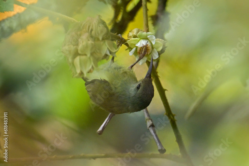grapes on a branch