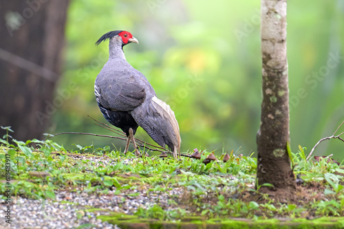 red billed hornbill