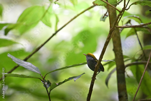 robin on a branch