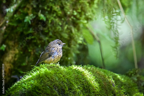 sparrow on a branch