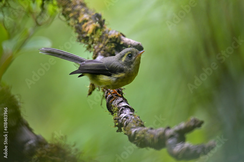 Bird