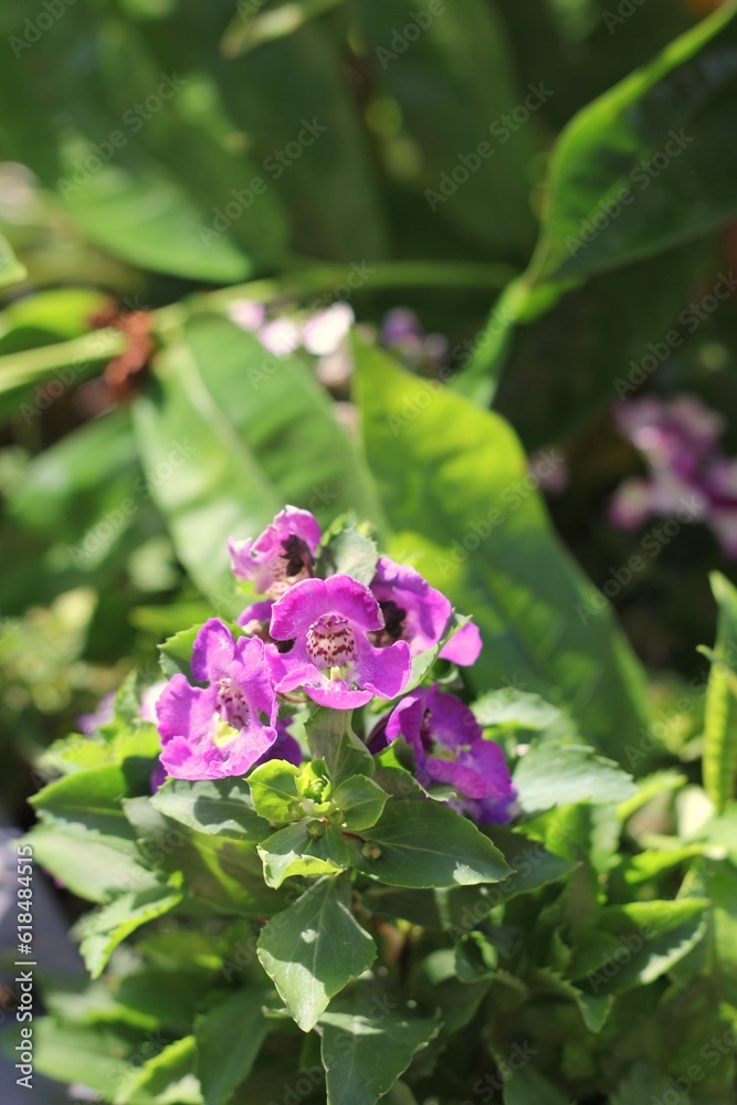 purple geranium flowers in the garden purple geranium flowers in the garden