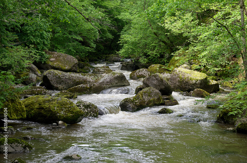 A turbulent mountain river in a forest landscape.