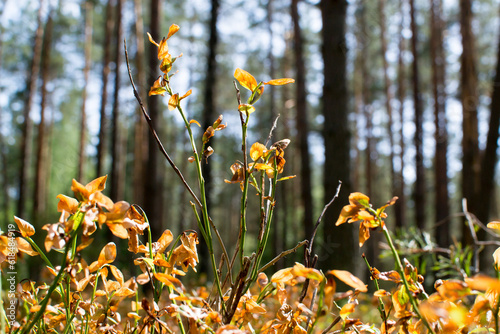 
Drought in the pine forest, blueberries dried in the sun, global warming.