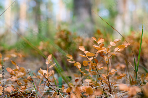 Foto Drought in the pine forest, blueberries dried in the sun, global warming