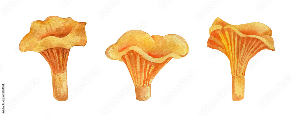 Watercolor chanterelles set. Hand drawn mushrooms illustration isolated on transparent. Watercolor chanterelles set. Hand drawn mushrooms illustration isolated on transparent.