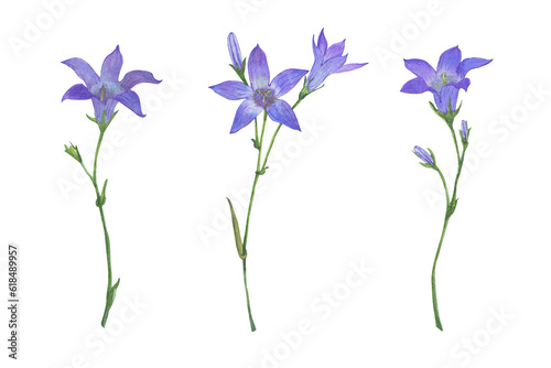 Watercolor flower set of lilac campanula. Violet blue bells. Hand drawn illustration isolated on  transparent.