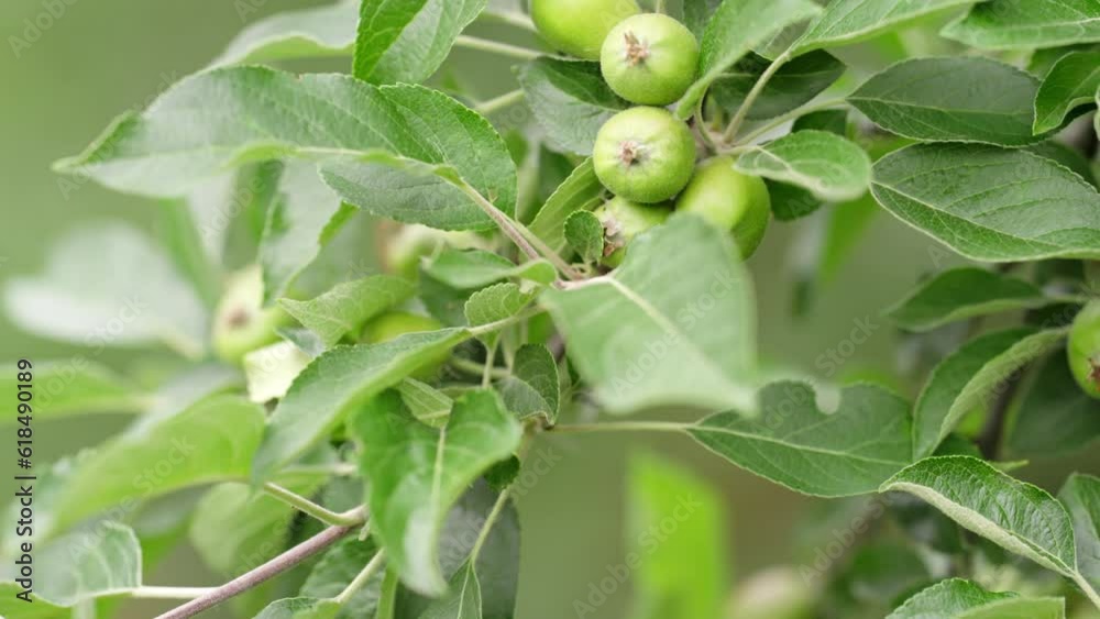 Macro dolly shot of unripe green apples on tree, fruit farm